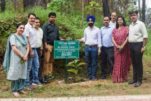Tree Plantation 2024